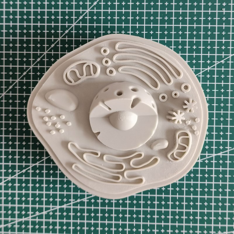 动物植物细胞模l型初中高中生物细胞模型教具道具教学