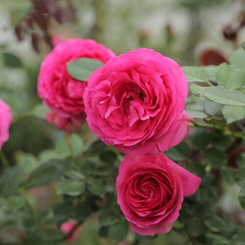 惠惠的花园深粉龙沙宝石爬藤月季拱E门花墙花柱植物庭院花卉盆栽