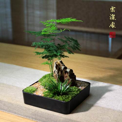 文竹盆栽造型室内办公室茶台桌面苔藓H摆件日式中式竹子小盆景植