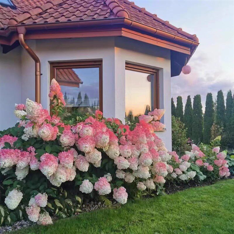 香草草莓c圆锥木绣球园艺盆栽地栽绣球独杆,鲜花速递/花卉仿真/绿植园艺,绣球/木绣球/木本植物,淘宝优惠券,粉丝福利购,淘宝优惠卷