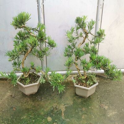 小叶雀舌罗汉g松老桩盆景邹皮黄杨矮霸盆景小叶雀舌罗汉松盆景老
