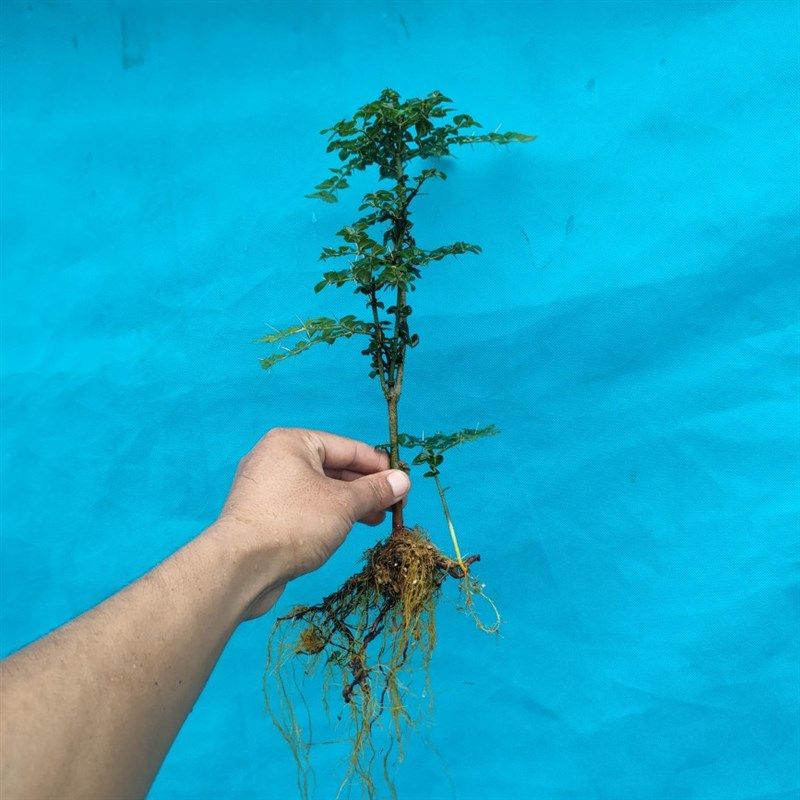 黄山小叶虎刺盆景R 根系发达,鲜花速递/花卉仿真/绿植园艺,造型盆景,淘宝优惠券,粉丝福利购,淘宝优惠卷