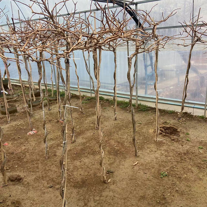 凌霄花苗爬藤伞状倒挂金钟高杆大花凌霄原土木R架发货耐寒庭院植