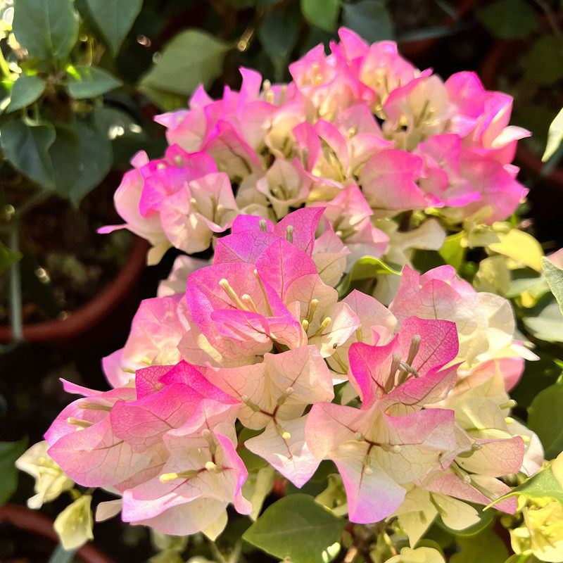 三角梅盆栽带花老桩爬藤耐寒绿樱四季开花大重瓣R多色红樱庭院植,鲜花速递/花卉仿真/绿植园艺,绣球/木绣球/木本植物,淘宝优惠券,粉丝福利购,淘宝优惠卷