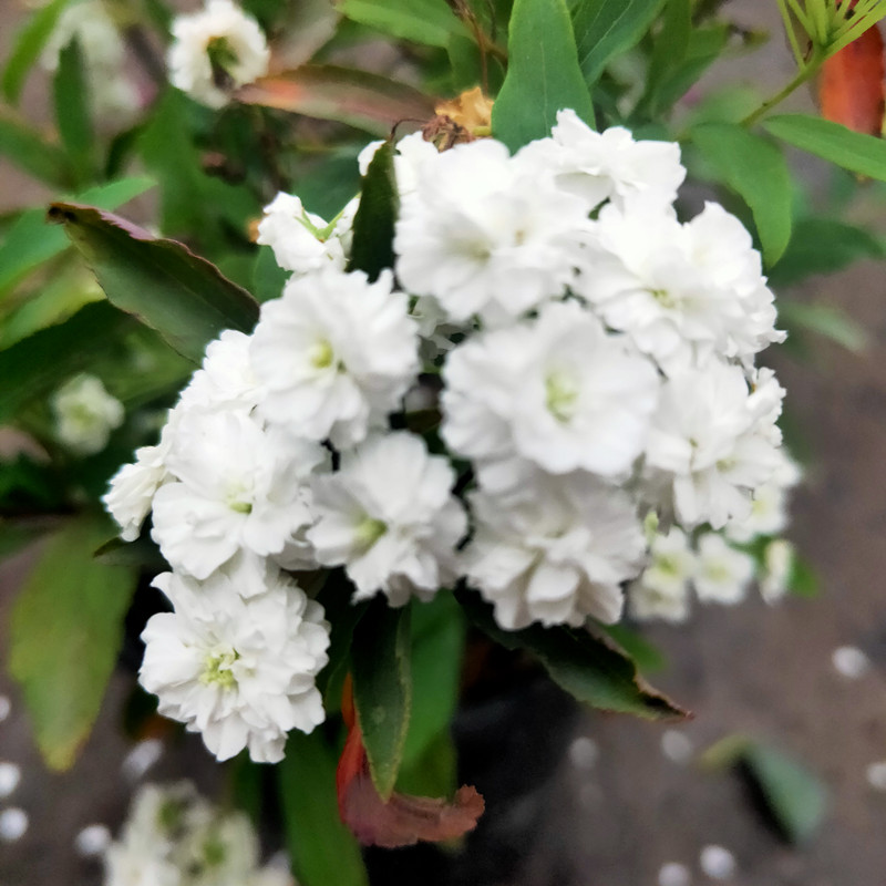 小手球开白色花多年生木本植物盆栽花卉客厅庭院花期春夏可做切花