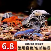 螯虾观赏虾淡水族宠物虾天空蓝魔虾火山破坏者鳌虾橘白蓝色小龙虾