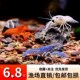 螯虾观赏虾淡水族宠物虾天空蓝魔虾火山破坏者鳌虾橘白蓝色小龙虾