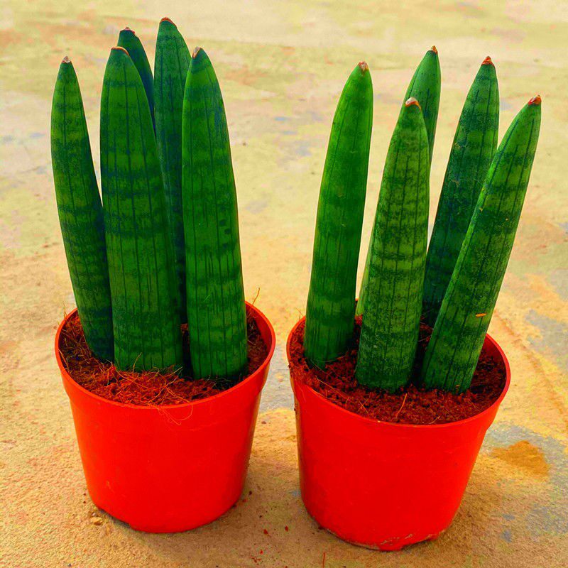 【佛前香】棒叶虎皮兰室内植物四季绿植盆栽花卉养不死的花卉耐活