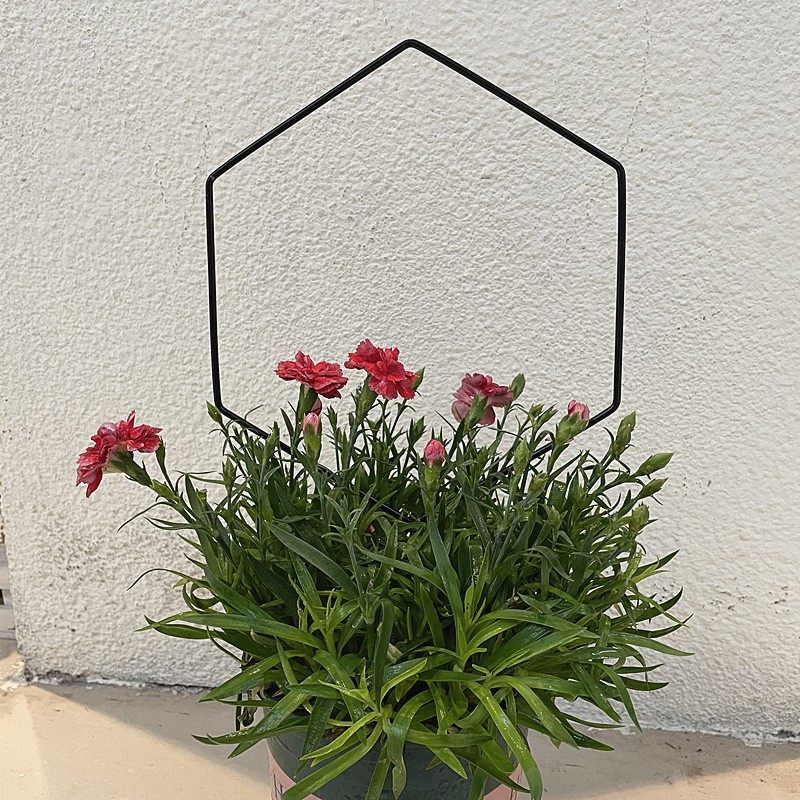 绿萝山乌龟甲龙铁线莲花架爬藤架攀藤绿植物小支架支撑杆铁艺室内,鲜花速递/花卉仿真/绿植园艺,花架,淘宝优惠券,粉丝福利购,淘宝优惠卷