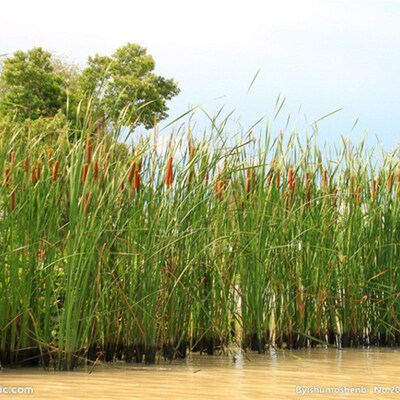 晒干环保蒲草原材料编织收纳玉米皮茅草水葫芦草藤芯芦苇装饰包装