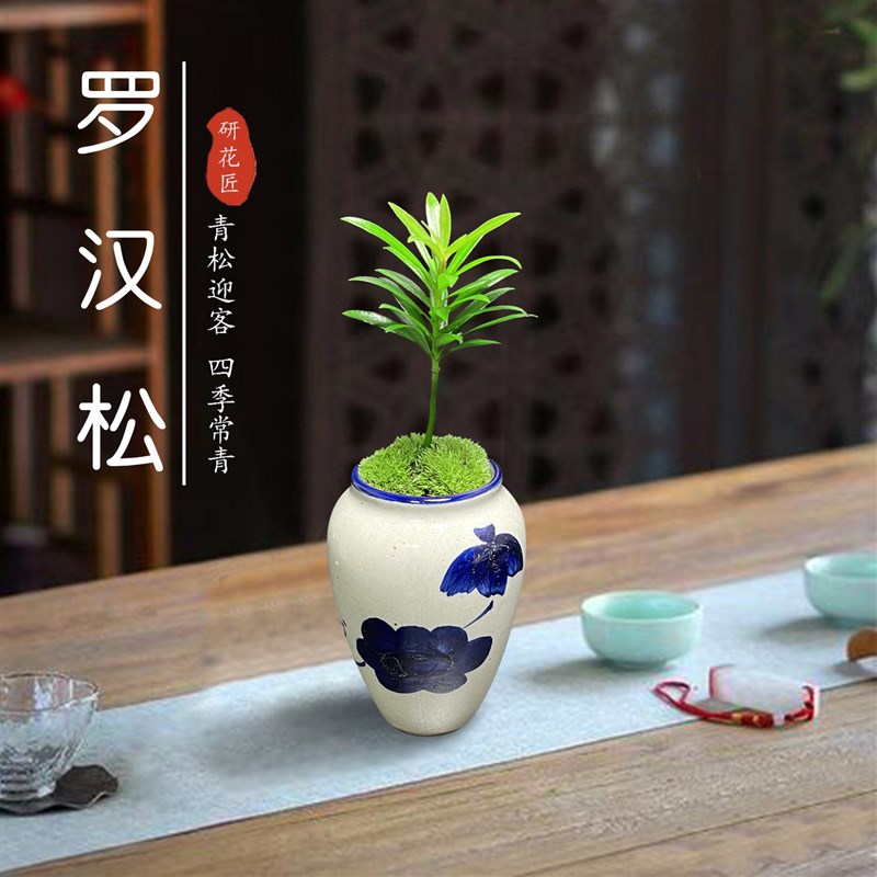 老桩罗汉松盆景造景办公室桌面网红绿植盆栽四季好养净化空气植物