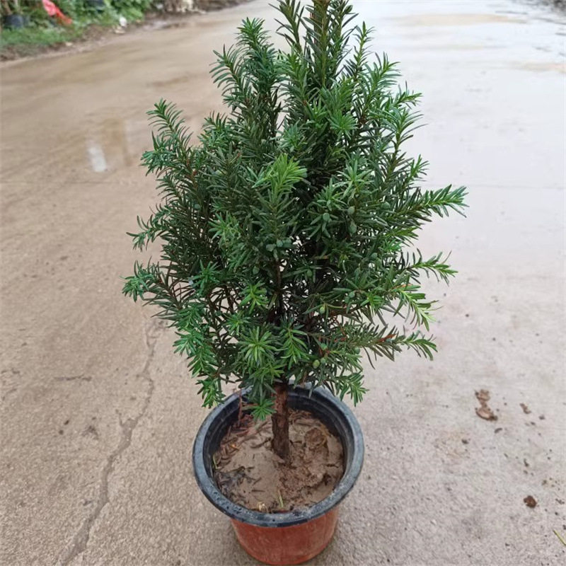 基地批发曼地亚红豆杉盆栽苗名贵