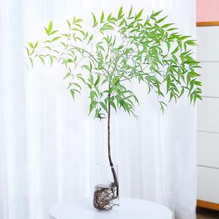 水培植物南天竹竺带根卧客厅净化空气植花卉室吊钟盆栽马醉木绿植