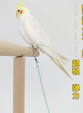 鹦鹉户外遛鸟绳八哥玄凤脚链超轻高弹力放飞绳虎皮牡丹小鸟牵引绳