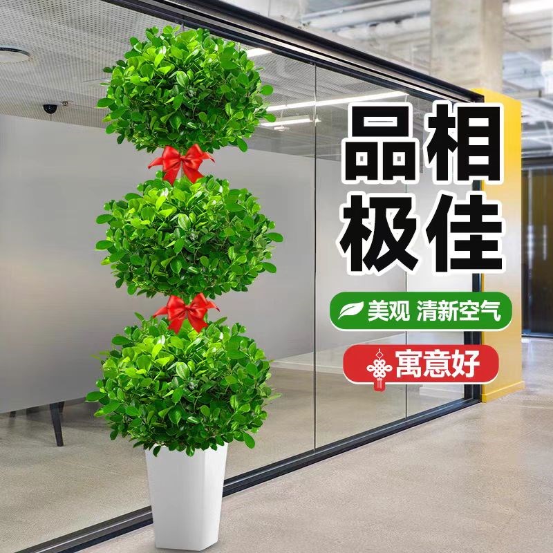 金钱榕客厅室内大型招财摇钱树盆栽办公室绿植开业送礼发财树盆景