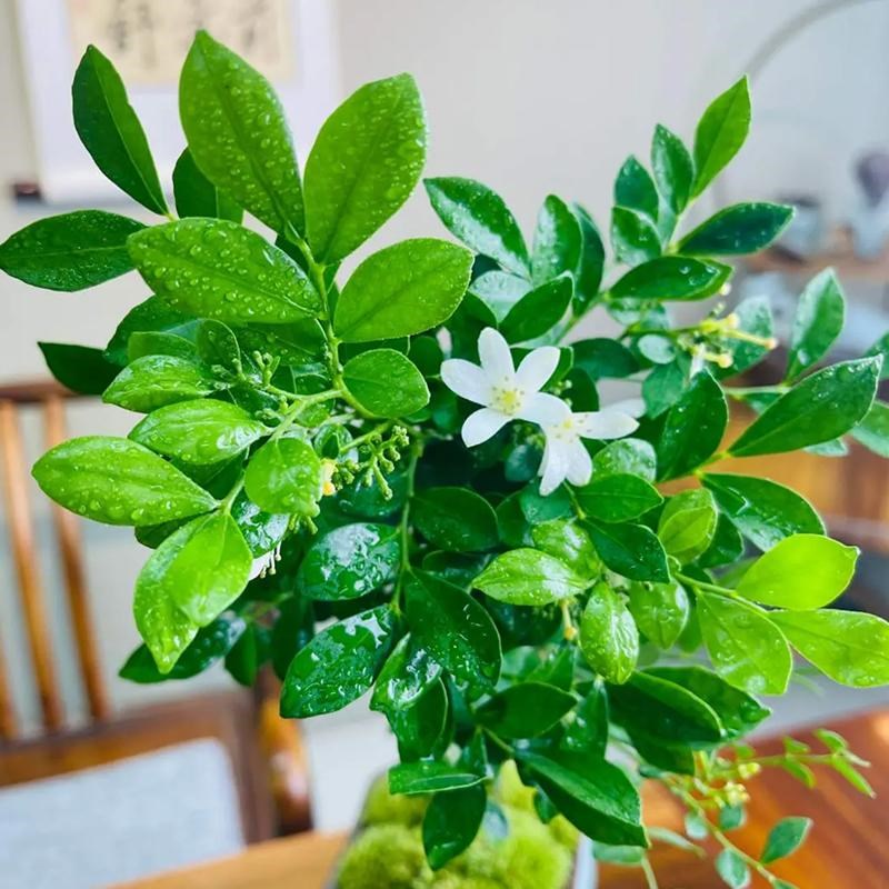 造型九里香盆栽四季开花办公室内绿植摆件浓香花卉桌面植物盆景q