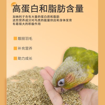 爱特尔加纳利子鹦鹉鸟食玄凤虎皮牡丹抗寒中小型鹦鹉鸟粮白尖饲料