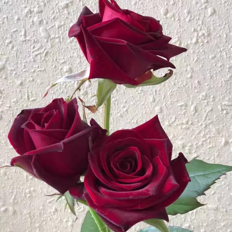 黑魔术暗红色玫瑰花大苗大花浓香四季花卉植物月季花盆栽阳台庭院