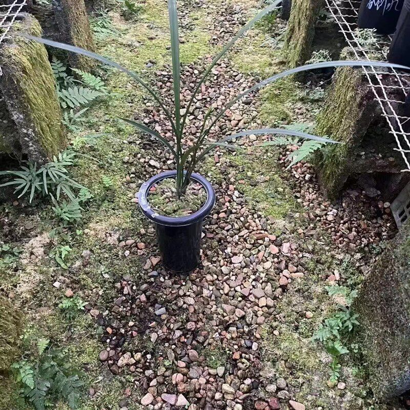 细叶寒兰雪中红老种浓香型红舌名贵室内i好养易栽培兰花绿植原盆