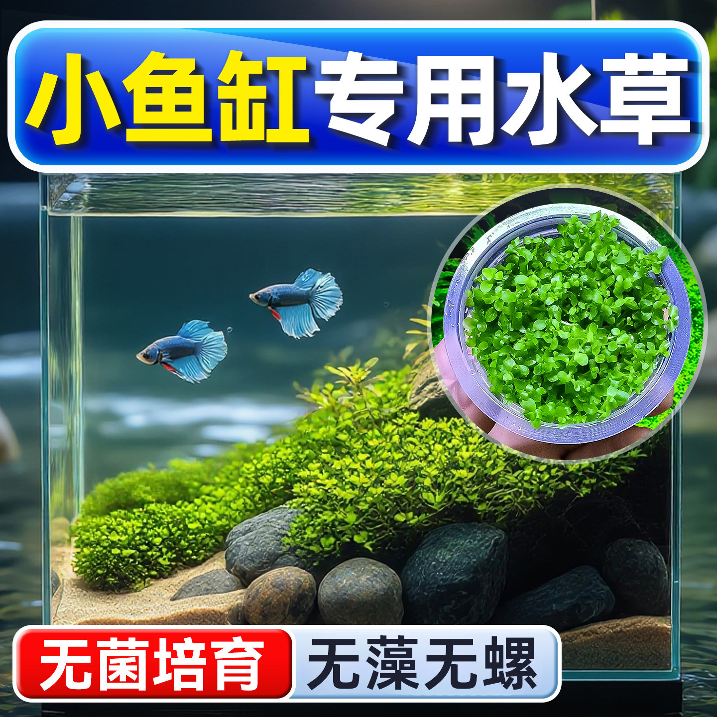 小鱼缸专用水草植物鱼缸真草造景生态养鱼增氧阴性水培净化绿植