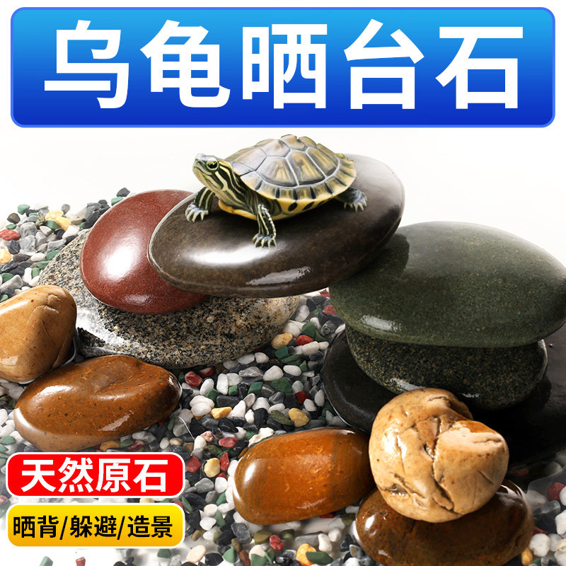 海洛伊乌龟晒台造景协会理事图片