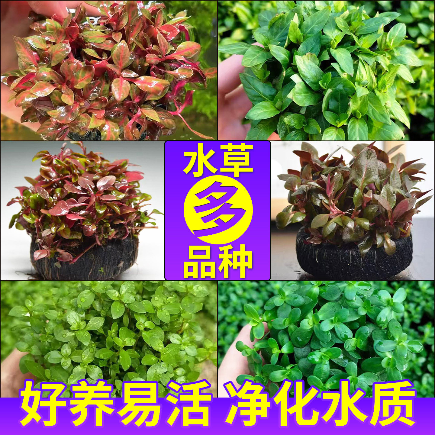 好养活坨草鱼缸造景水草养鱼水培绿植物阴性真草体懒人新手水下叶