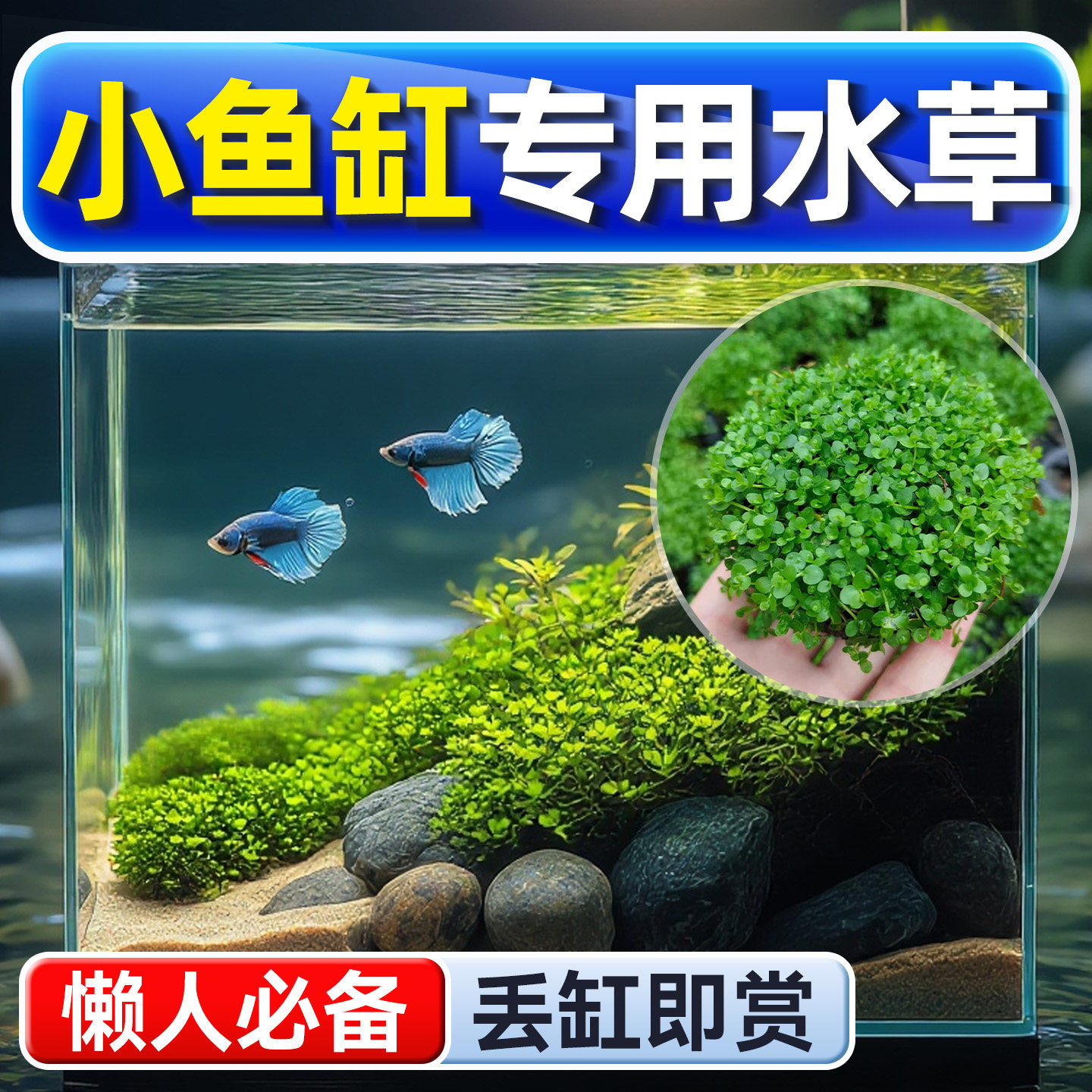 小鱼缸专用水草坨草鱼缸造景水培绿植物阴性真草好养活体水下叶,宠物/宠物食品及用品,水草,淘宝优惠券,粉丝福利购,淘宝优惠卷