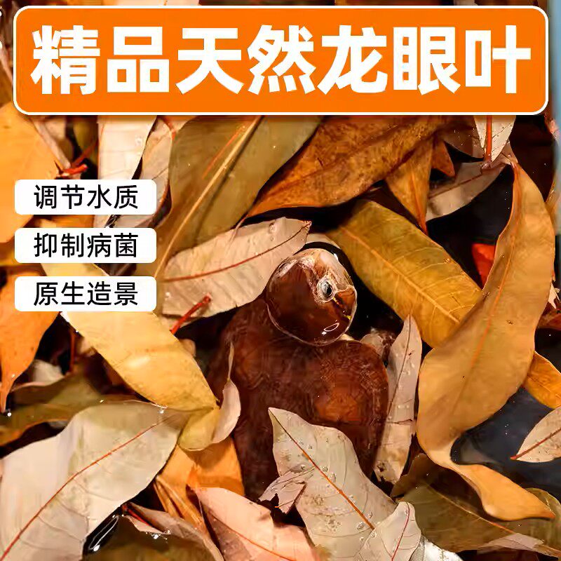 养龟免煮龙眼叶干腐皮烂甲调节水质乌龟躲避鱼缸龟缸生态植物造景图片