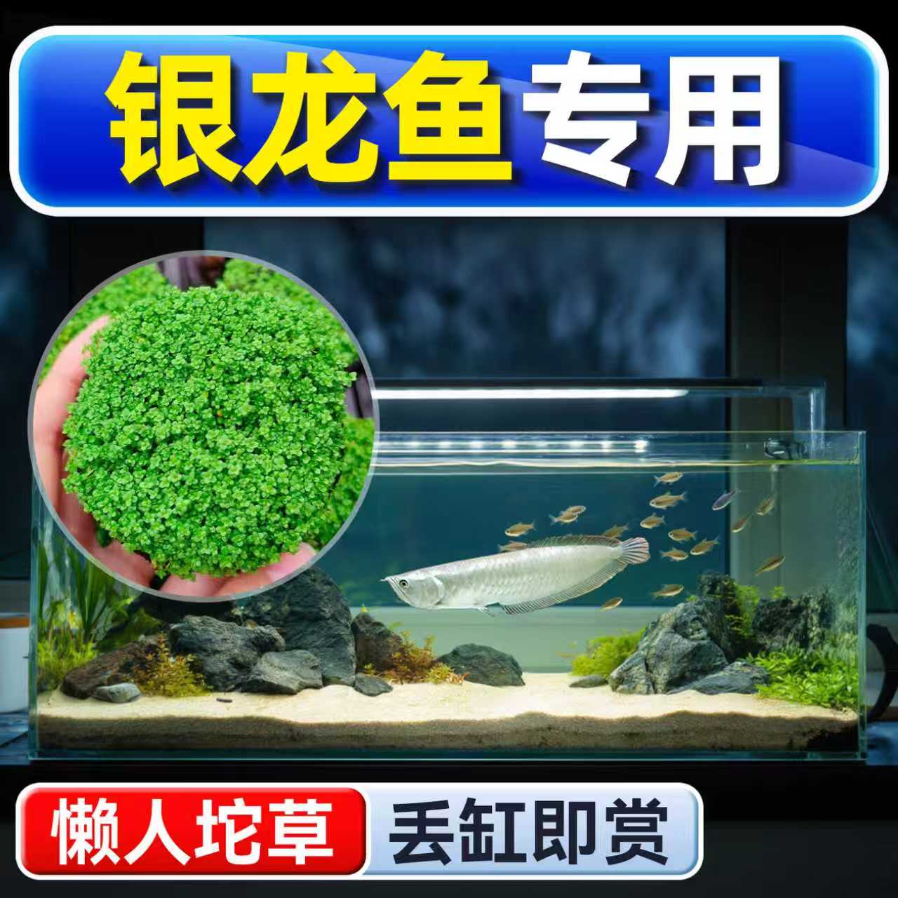海洛伊银龙鱼专用水草坨草