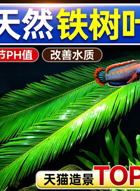 天然铁树叶沉叶鱼缸造景南美缸原生缸装饰树叶网红沉叶黄色树叶