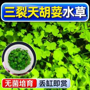 三裂天湖荽水草植物铺底鱼缸真草造景养鱼增氧阴性水培净化绿植