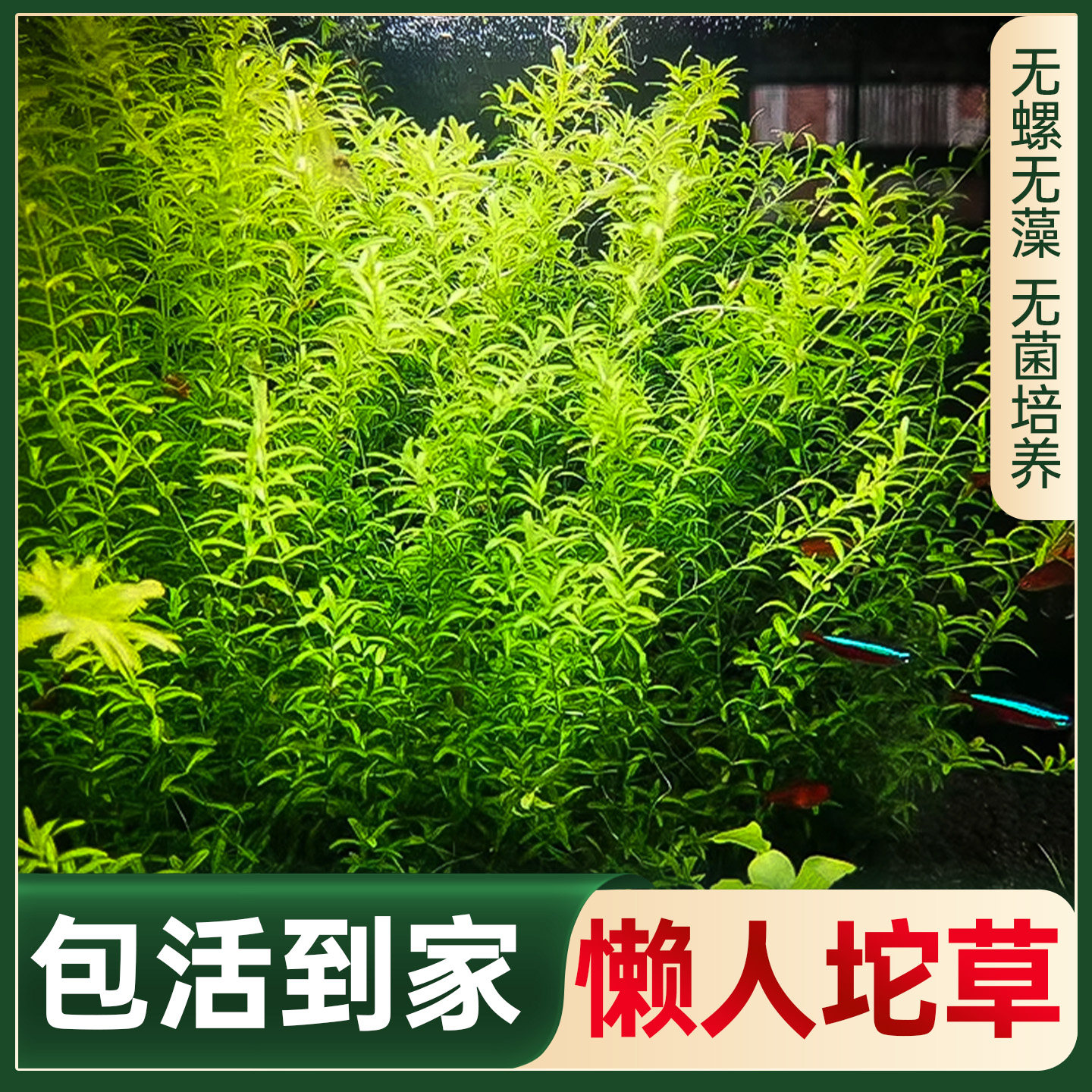 懒人坨草鱼缸造景水草养鱼水培绿植物阴性好养活真草体新手水下叶