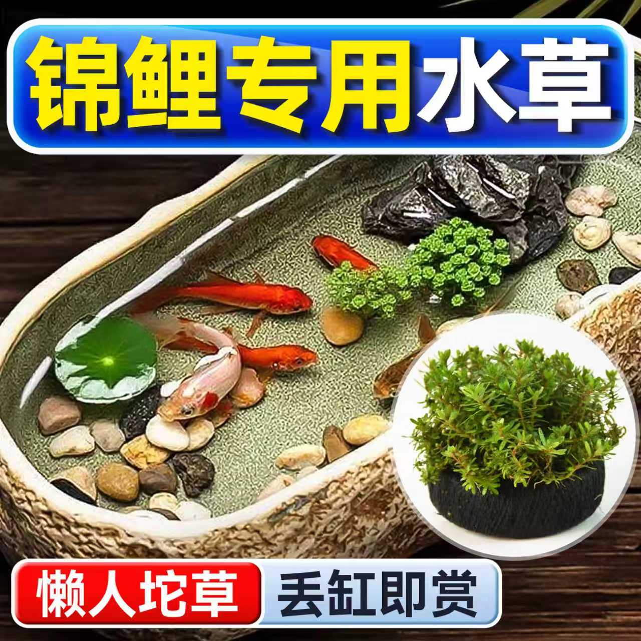 海洛伊锦鲤专用水草坨草