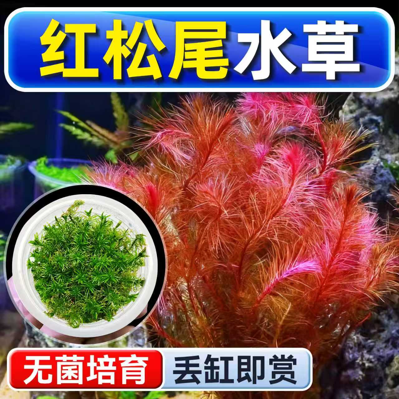 海洛伊鱼缸真草造景红松尾水草