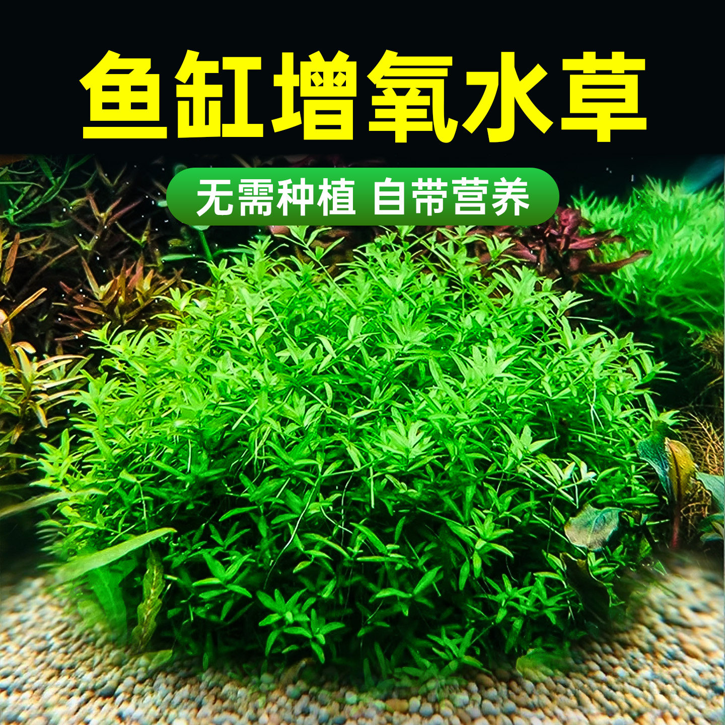 鱼缸增氧坨草造景水草养鱼水培绿植物阴性好养活真草体新手水下叶