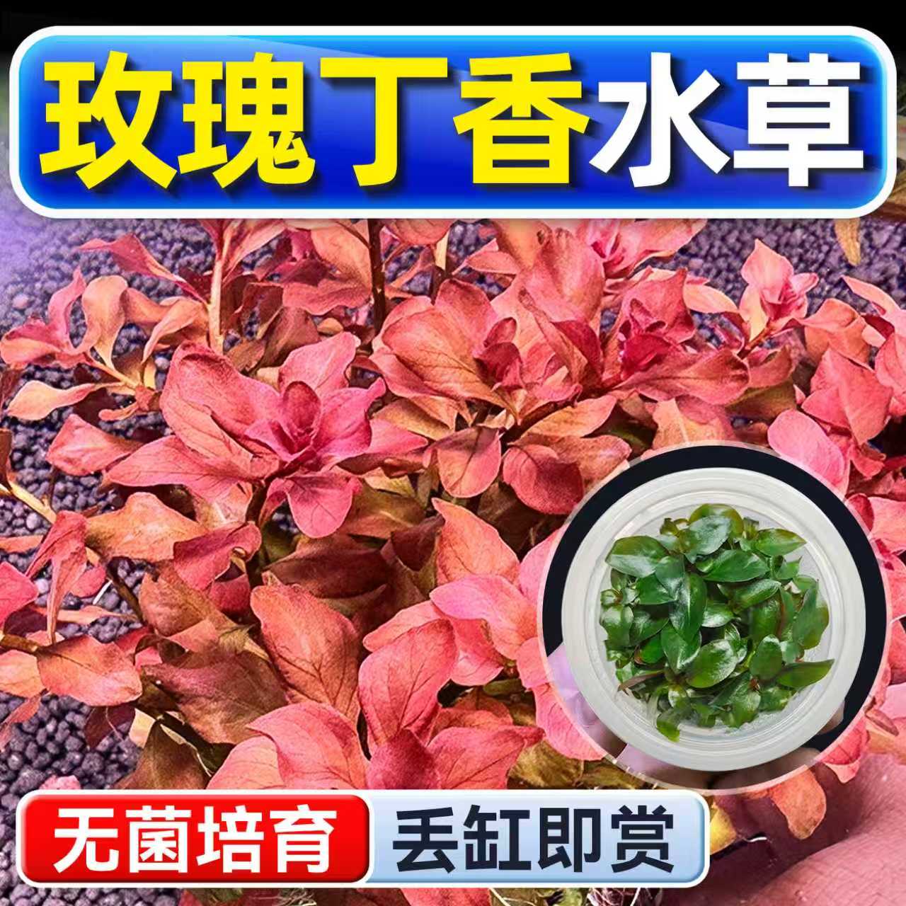 海洛伊鱼缸真草造景玫瑰丁香水草