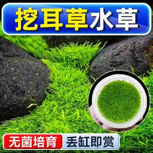挖耳草水草植物铺底鱼缸真草造景养鱼增氧阴性水培净化绿植懒人