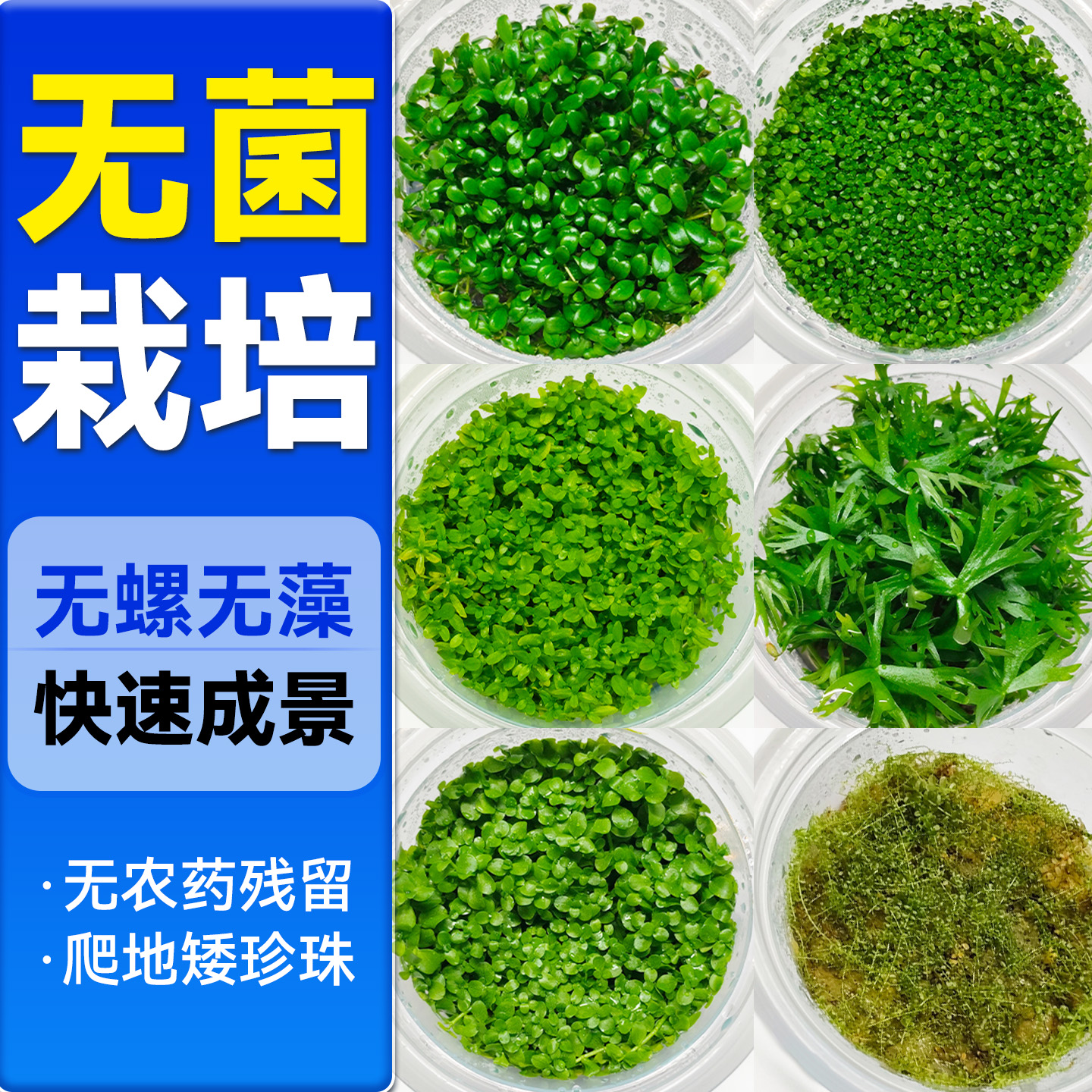 海洛伊鱼缸专用水草矮珍珠