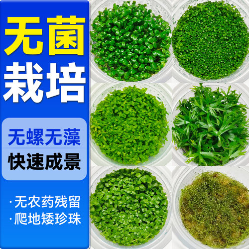 海洛伊鱼缸专用水草矮珍珠