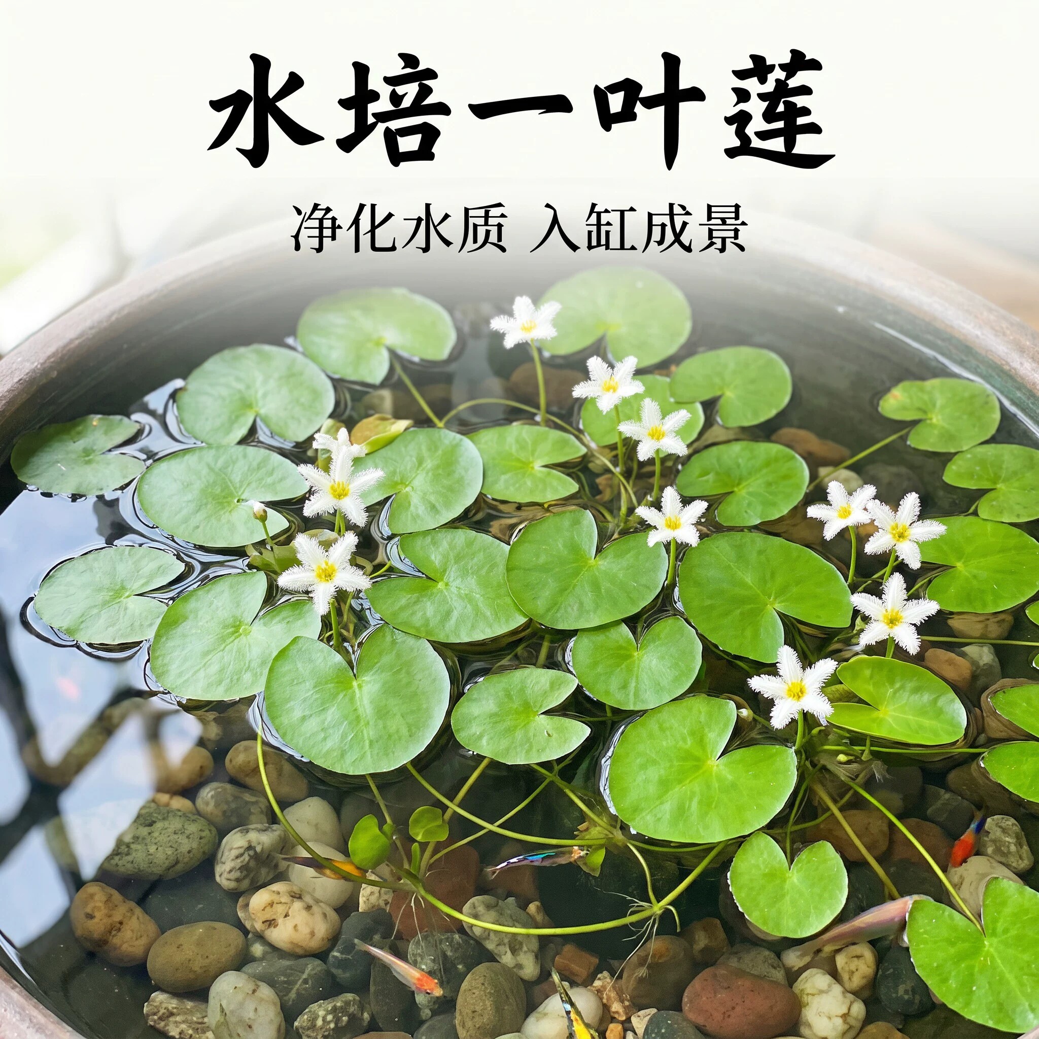 一叶莲浮萍水草带苞净水图片