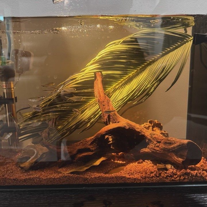 天然铁树叶沉叶鱼缸造景南美缸原生缸装饰树叶网红沉叶黄色树叶,宠物/宠物食品及用品,造景/装饰,淘宝优惠券,粉丝福利购,淘宝优惠卷