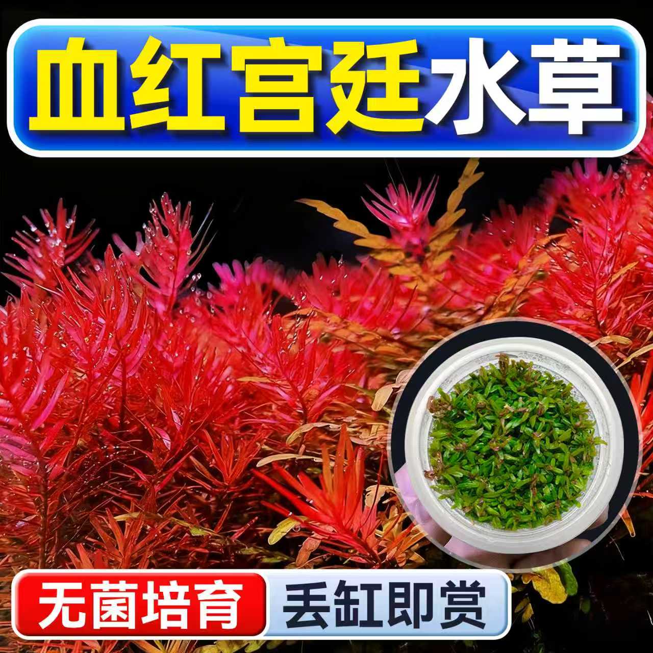 海洛伊鱼缸真草造景血红宫廷水草