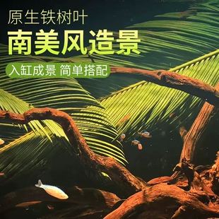 天然铁树叶沉叶鱼缸造景南美缸原生缸装饰树叶网红沉叶黄色树叶