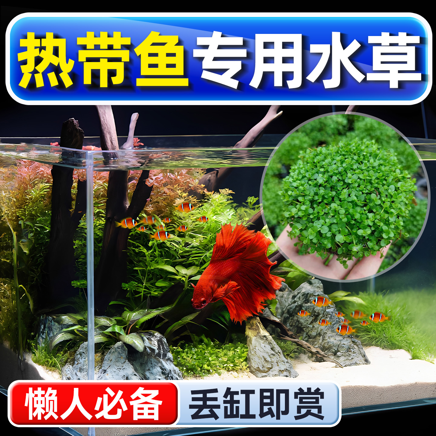 海洛伊鱼缸专用精品坨草