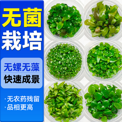 海洛伊鱼缸专用无菌杯