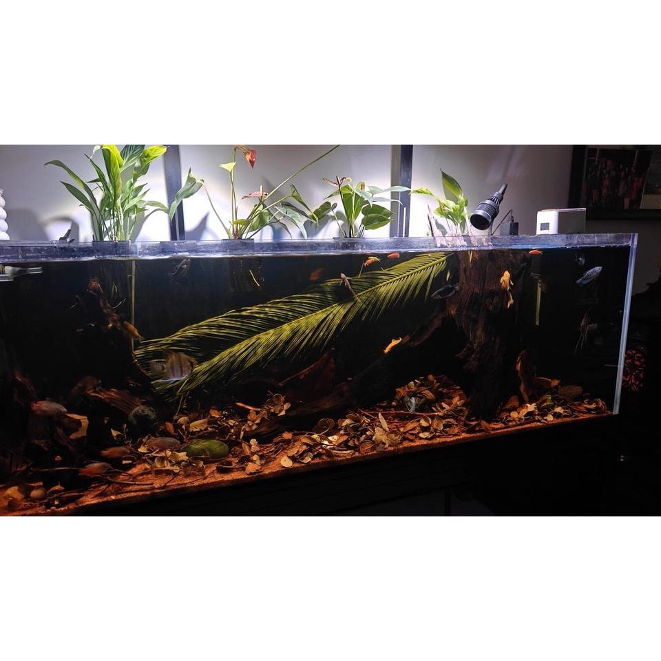 天然铁树叶沉叶鱼缸造景南美缸原生缸装饰树叶网红沉叶黄色树叶,宠物/宠物食品及用品,造景/装饰,淘宝优惠券,粉丝福利购,淘宝优惠卷