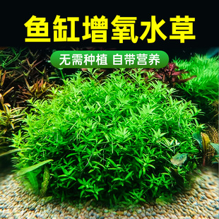 绿菊水兰草制氧水草鱼缸专用造景水培绿植净化水质的养鱼水草植物