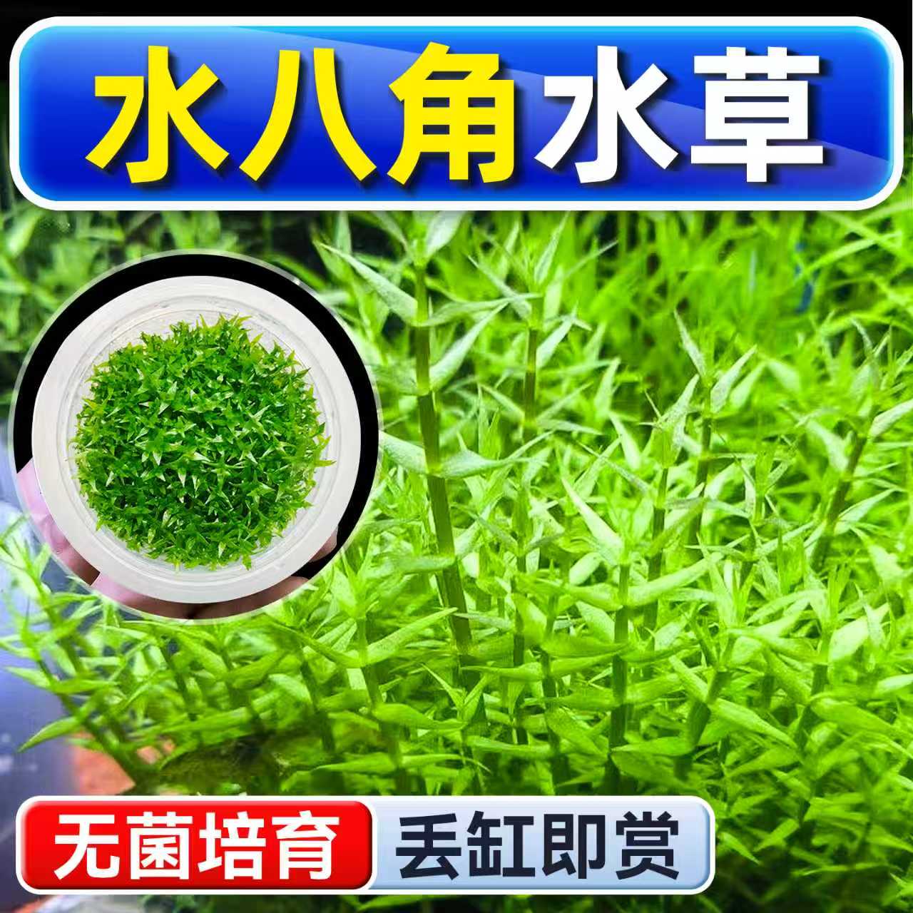 海洛伊鱼缸真草造景水八角水草