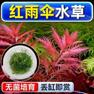 红雨伞水草植物铺底鱼缸真草造景养鱼增氧阴性水培净化绿植懒人