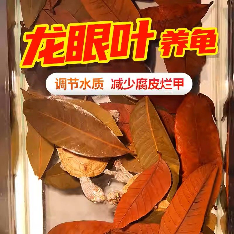 养龟免煮龙眼叶干腐皮烂甲调节水质乌龟躲避鱼缸龟缸生态植物造景,宠物/宠物食品及用品,造景/装饰,淘宝优惠券,粉丝福利购,淘宝优惠卷